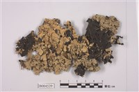 藏品(緣毛梅屬 )的圖片